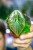 Alocasia Azlanii ø8 cm - w-12 cm-1.jpg