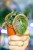Alocasia Azlanii ø8 cm - w-12 cm-2.jpg