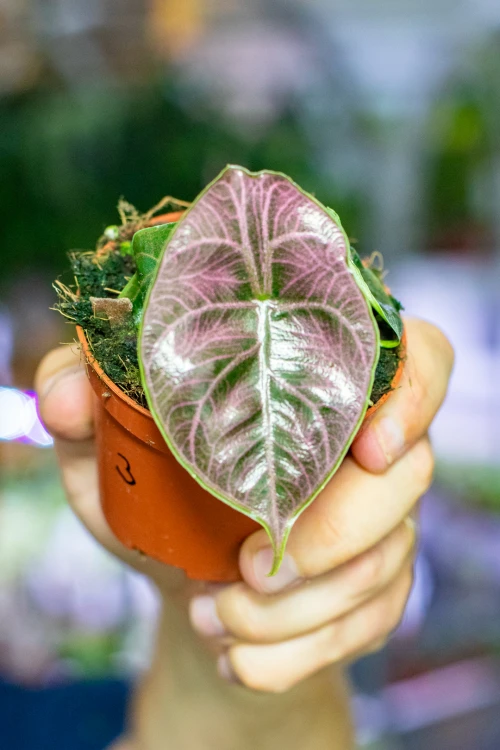 Alocasia Azlanii ø8 cm - w-12 cm-3.jpg
