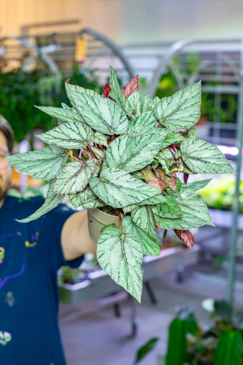 Begonia Arctic Breeze ø17 cm - w-32 cm-1.jpg