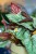 Begonia Arctic Breeze ø17 cm - w-32 cm-2.jpg