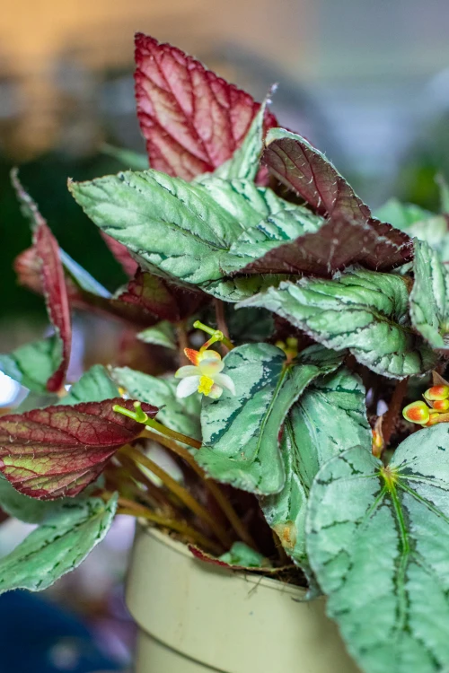 Begonia Arctic Breeze ø17 cm - w-32 cm-2.jpg