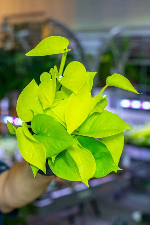 Epipremnum Golden Pothos ø12 cm - w-25 cm-1.jpg
