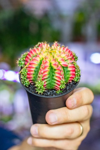 Gymnocalycium Japan Multicolor ø7,5 cm - w-13 cm-1.jpg