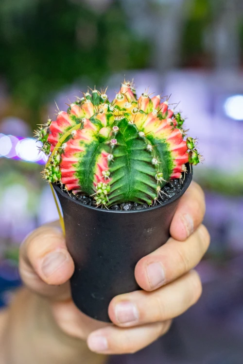Gymnocalycium Japan Multicolor ø7,5 cm - w-13 cm-2.jpg