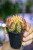 Gymnocalycium Japan Multicolor ø7,5 cm - w-13 cm-4.jpg