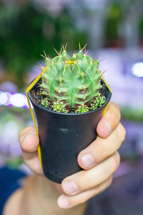 Gymnocalycium Japan ø7,5 cm - w-13 cm-1.jpg