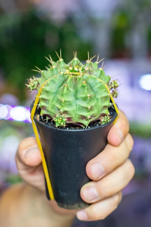 Gymnocalycium Japan ø7,5 cm - w-13 cm-2.jpg