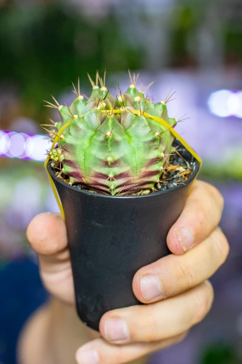 Gymnocalycium Japan ø7,5 cm - w-13 cm-6.jpg