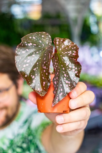 Begonia Palmata D Don ø8 cm - w-12 cm-1.jpg