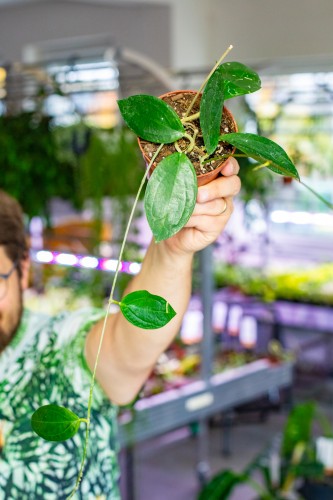 Hoya sp Timor ø10,5 cm - w- 3 cm-1.jpg