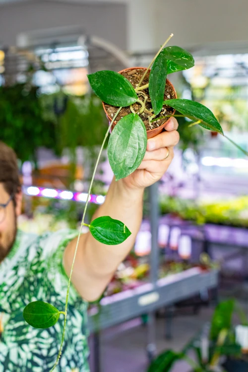 Hoya sp Timor ø10,5 cm - w- 3 cm-1.jpg