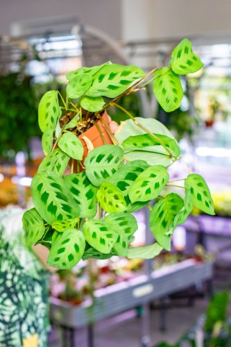 Maranta Kerchoveana ø12 cm - w-30 cm-1.jpg