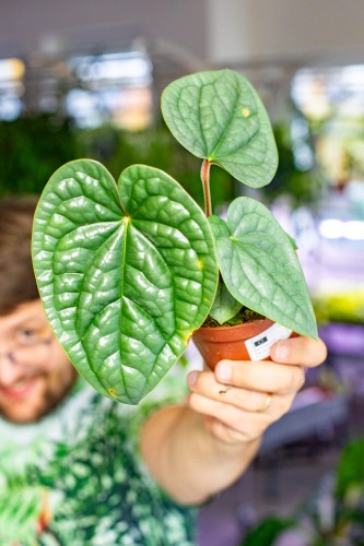 OUTLET - Anthurium Luxurians ø10,5 cm - w-15 cm-1.jpg