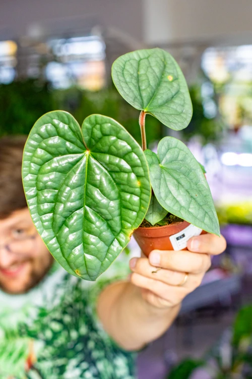 OUTLET - Anthurium Luxurians ø10,5 cm - w-15 cm-1.jpg