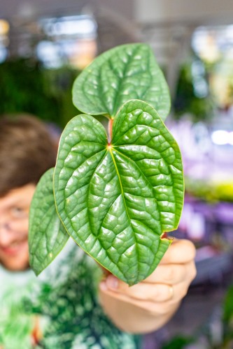 OUTLET - Anthurium Luxurians ø10,5 cm - w-15 cm-2.jpg