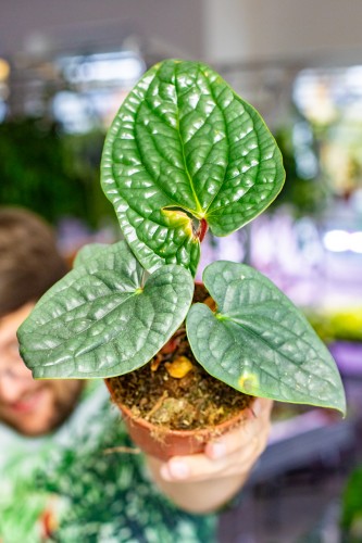 OUTLET - Anthurium Luxurians ø12 cm - w-25 cm-1.jpg