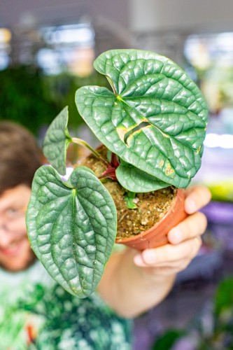 OUTLET - Anthurium Luxurians ø12 cm - w-25 cm-2.jpg