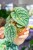 OUTLET - Anthurium Luxurians ø12 cm - w-25 cm-2.jpg