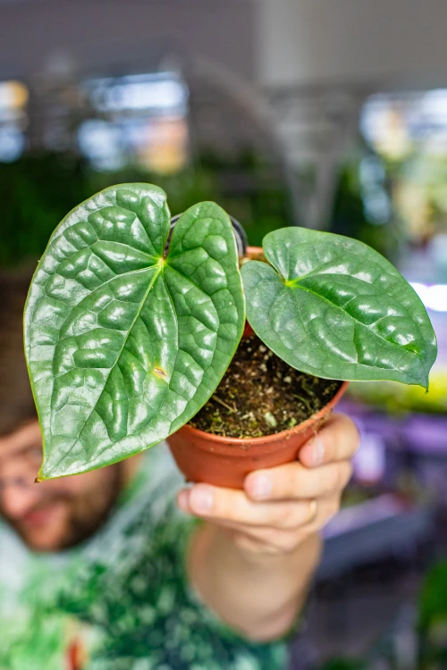 OUTLET - Anthurium Luxurians ø12 cm - w-25 cm-3.jpg