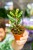 OUTLET - Begonia Jalau typ 2 ø8 cm - w- 12 cm-2.jpg