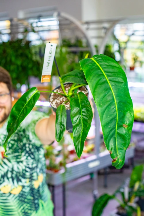 OUTLET - Philodendron Patriciae ø12 cm - w-25 cm-3.jpg
