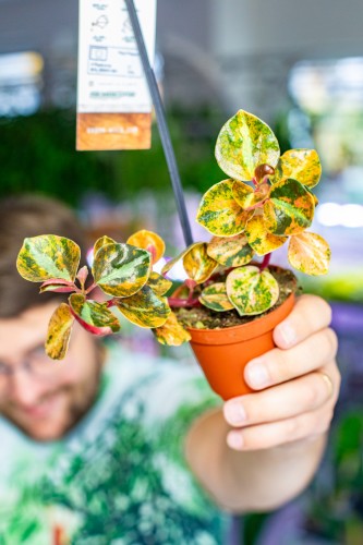Peperomia Creme Brulee ø8 cm - w-12 cm-1.jpg