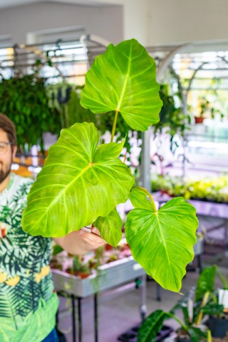 Philodendron Corsinianum ø12 cm - w-15 cm-1.jpg