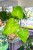 Philodendron Corsinianum ø12 cm - w-15 cm-1.jpg