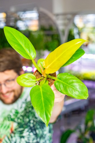 Philodendron Melinonii Gold ø8 cm - w- 15 cm-1.jpg