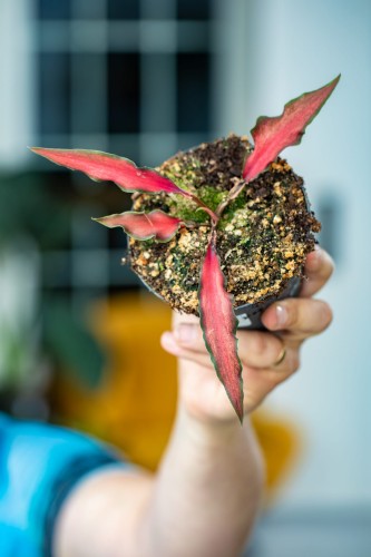 Caladium Red Scarf-1.jpg