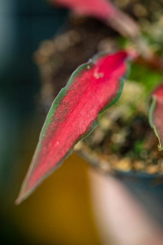 Caladium Red Scarf-2.jpg