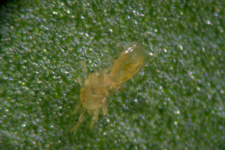 Dobroczynek kalifornijski Neoseiulus californicus (2).jpg