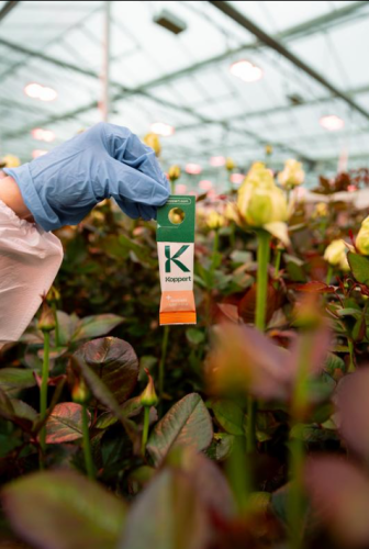 swirski3.png