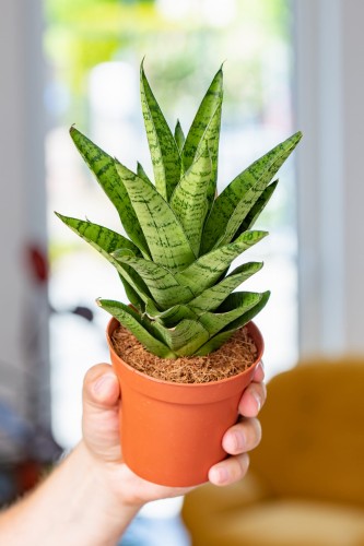 Sansevieria Tought Lady-1.jpg