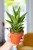 Sansevieria Tought Lady-1.jpg