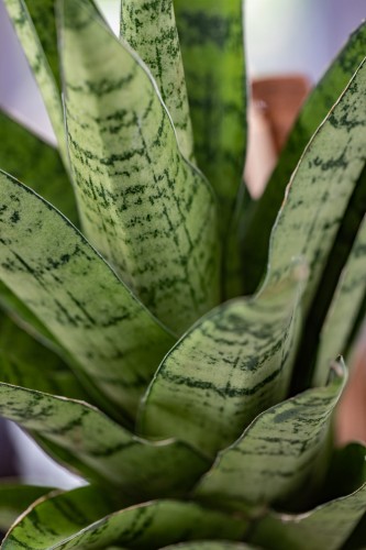 Sansevieria Tought Lady-2.jpg