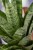 Sansevieria Tought Lady-2.jpg