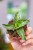 Sansevieria Cleopatra-1.jpg