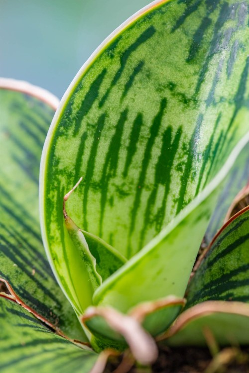Sansevieria Cleopatra-2.jpg