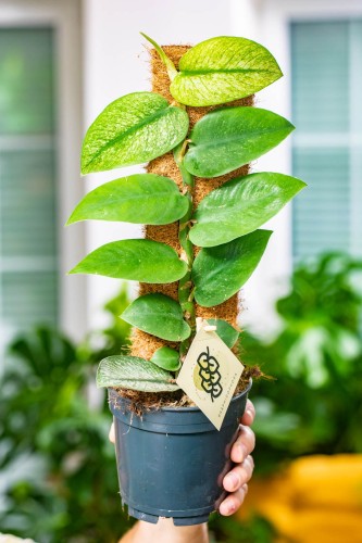 Rhaphidophora Honkongensis Variegata (1 of 2).jpg