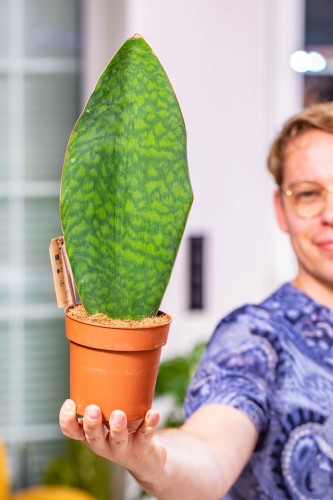 Sansevieria Masoniana Victoria ø12 cm-2.jpg
