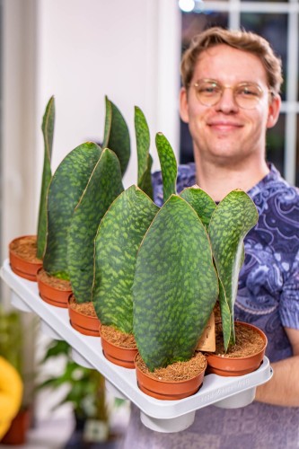 Sansevieria Masoniana Victoria ø12 cm-1.jpg