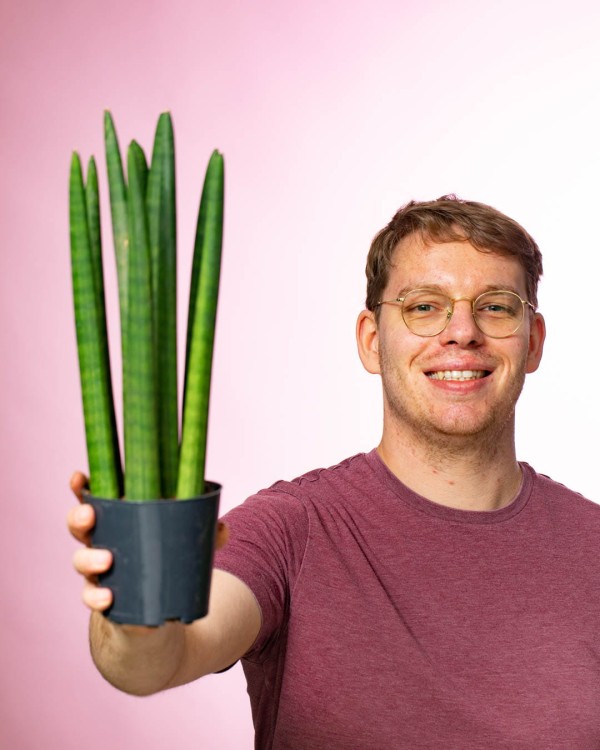 Sansevieria Cylindrica -1.jpg