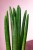 Sansevieria Cylindrica -2.jpg