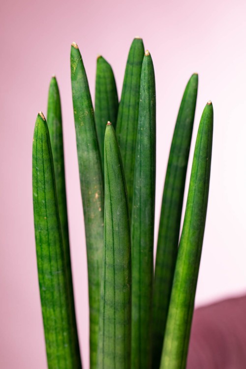 Sansevieria Cylindrica -2.jpg