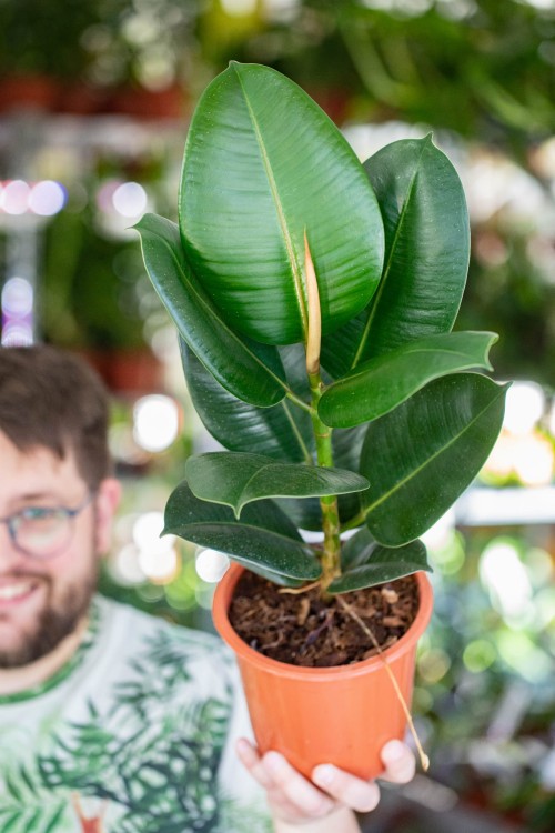 Ficus Elastica Robusta ø17 cm-1.jpg