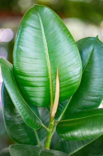 Ficus Elastica Robusta ø17 cm-2.jpg