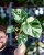 Monstera Thai Noid-43.jpg