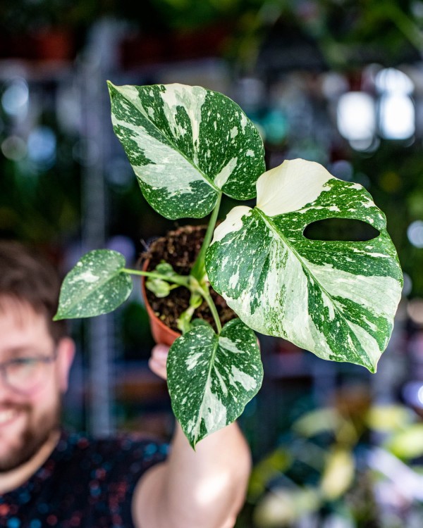Monstera Thai Noid-43.jpg